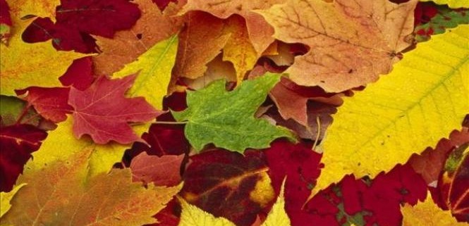 Leaf Collection