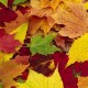 Leaf Collection