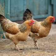 Chicken Regulations
