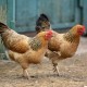 Chicken Regulations