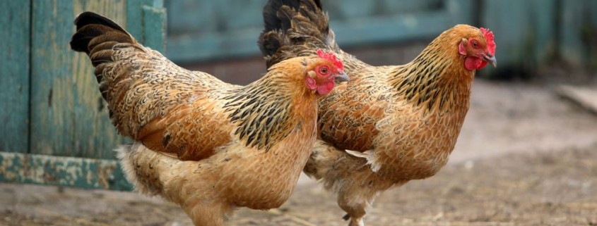 Chicken Regulations